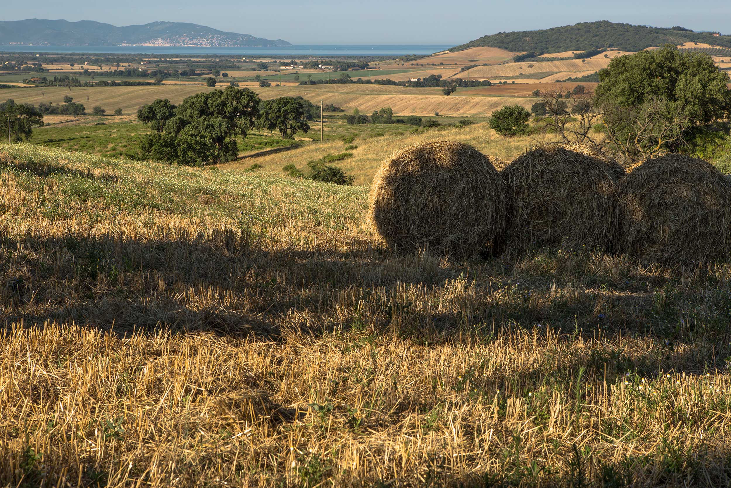 AIA VECCHIA FAMIGLIA